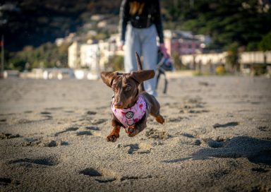 No te pierdas estos productos esenciales para el cuidado de tus mascotas