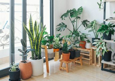 Productos esenciales para el cuidado de plantas en casa