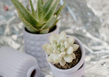 Jarrones y macetas decorativas mas increíbles que debes comprar en Shein