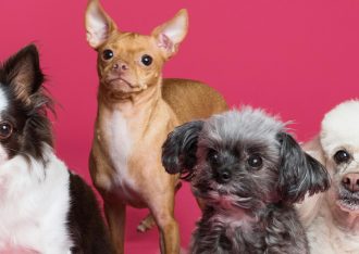 Juguetes de peluche para mascotas: diversión y entretenimiento