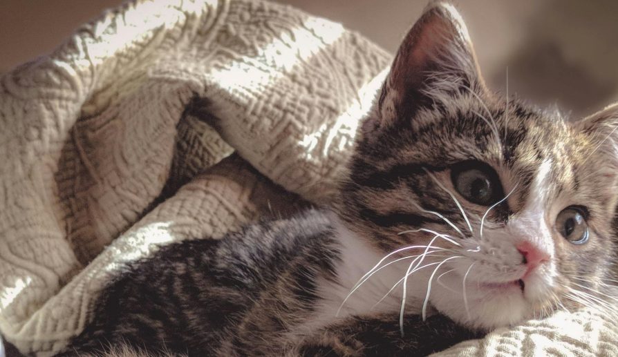 Mantas y cobertores para tus mascotas