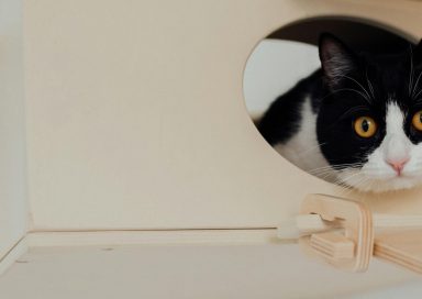 Cajas de arena autolimpiables para gatos disponibles en Shein