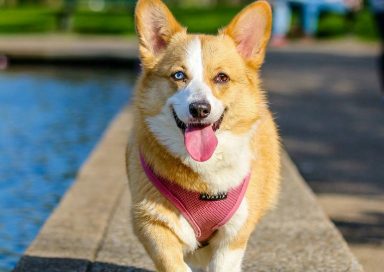 Juguetes interactivos para mantener a las mascotas activas