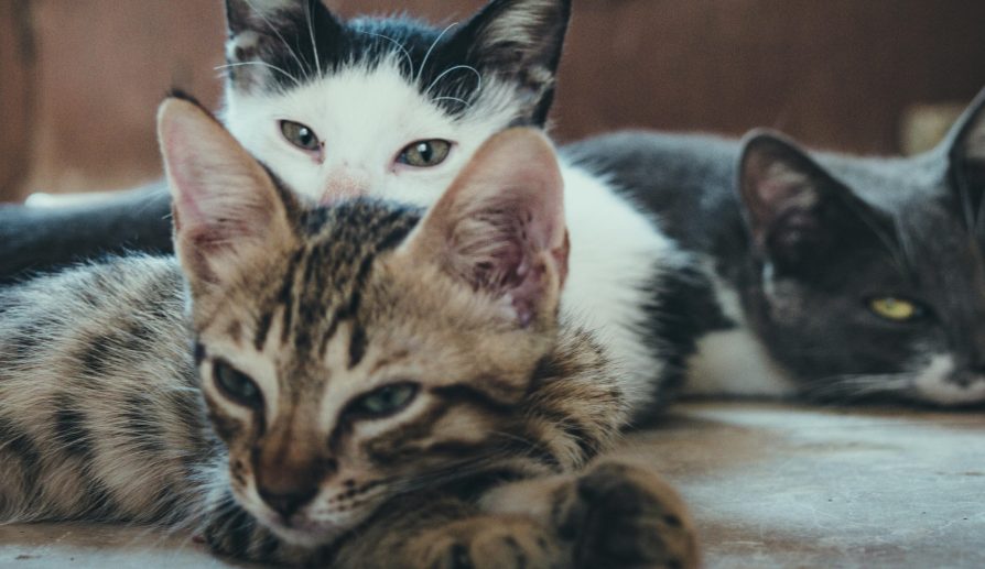 Rascadores de pared para gatos.