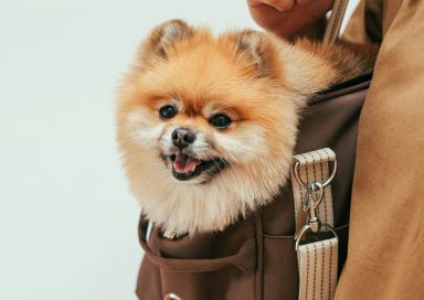 Transportadoras seguras para viajes con mascotas que debes comprar