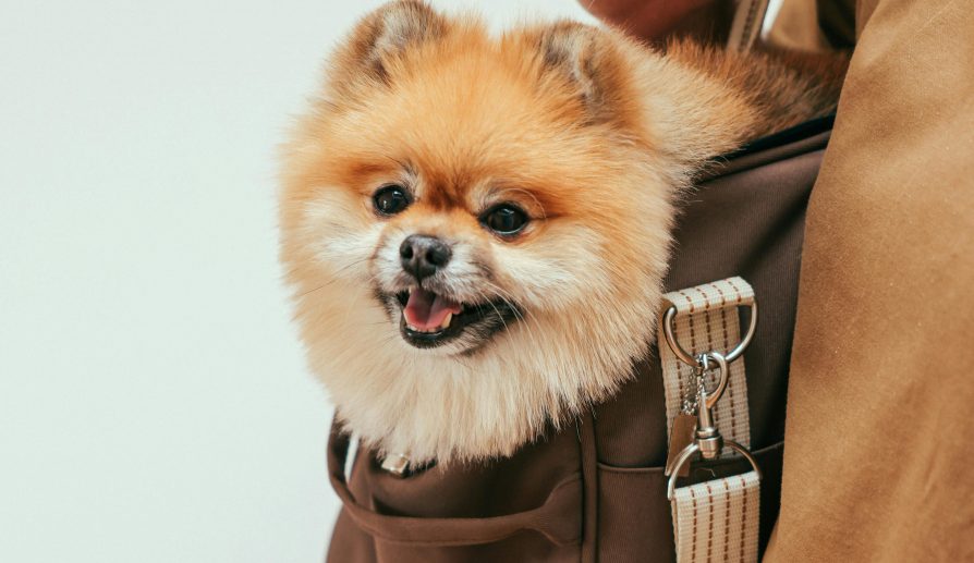 Transportadoras seguras para viajes con mascotas